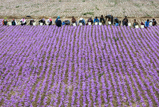 پیش‌بینی افزایش سطح زیر کشت زعفران هرسین به ۳۳ هکتار