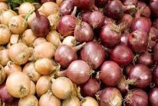 پیش بینی برداشت ۱۶۷هزار تُن پیاز در خراسان شمالی