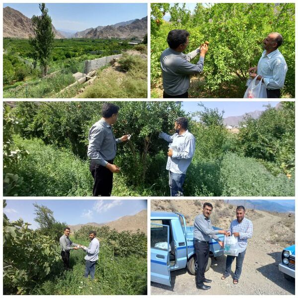 مبارزه بیولوژیک در باغات انار شهرستان جلفا