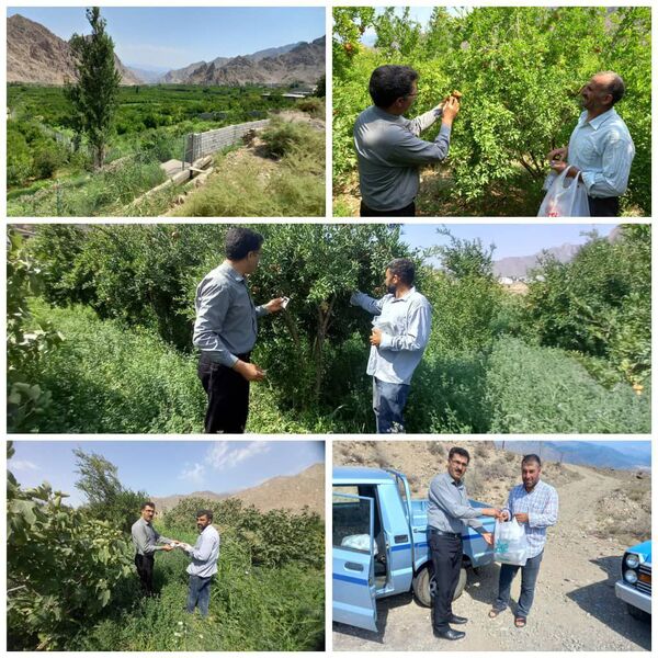 مبارزه بیولوژیک در باغات انار شهرستان جلفا