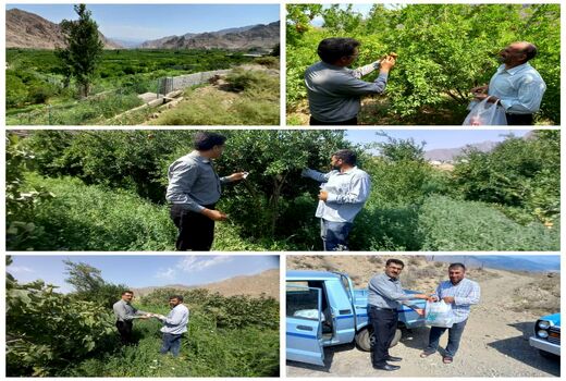 مبارزه بیولوژیک در باغات انار شهرستان جلفا