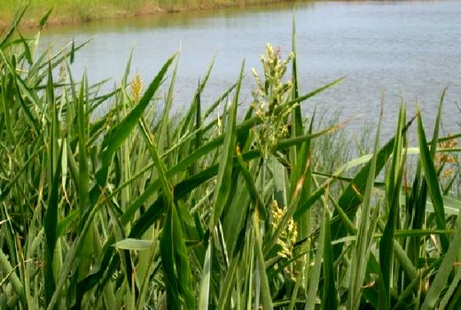 کشت 105 هکتاری سورگوم در آمل