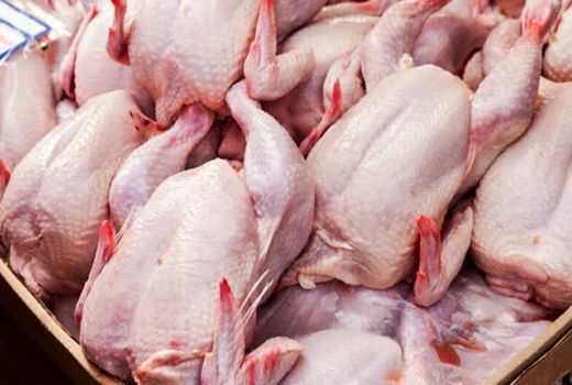 تولید سالانه ۱۹۰۰ تن گوشت سفید در اندیکا