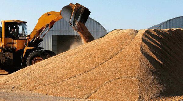 خریدتضمینی گندم در چهارمحال و بختیاری از مرز ۳۰ هزار تن گذشت