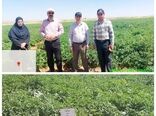 اجرای طرح تحقیقاتی ۱۲ واریته جدید سیب‌زمینی در شهرستان بروجن 