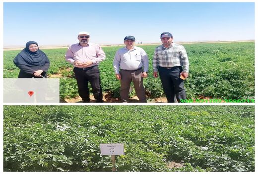 اجرای طرح تحقیقاتی ۱۲ واریته جدید سیب‌زمینی در شهرستان بروجن 