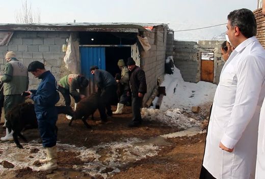 انجام 550 هزار خدمت رایگان دامپزشکی در 183 روستای آذربایجان شرقی به مناسبت دهه فجر