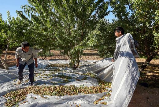 سپاه به یاری باغداران سامانی می آید