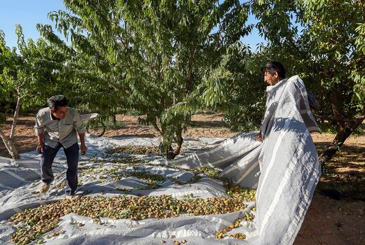 سپاه به یاری باغداران سامانی می آید
