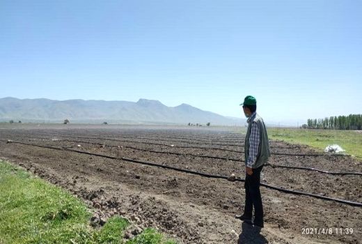 افزایش 7 برابری کاشت چغندر قند در شیراز