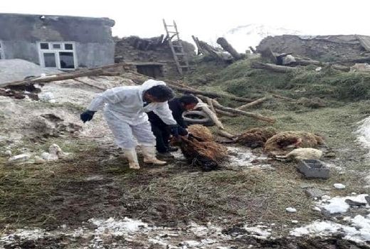 وارد شدن خسارت بیش از ۵۶۰ میلیارد ریالی به دام ها و آغل های روستایی در مناطق زلزله‌زده قطور خوی 