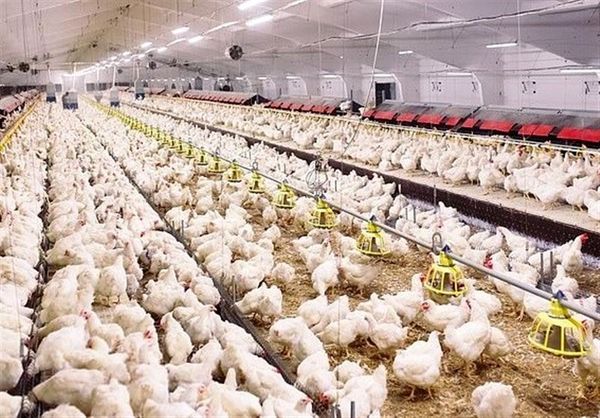 تنها ۳۰ درصد نهاده مرغداری‌ها تامین می شود/ احتمال کاهش تولید
