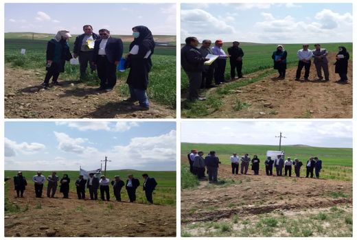 رتبه اول کشوری شهرستان هشترود در جذب و توزیع کمباین