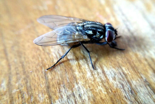 در نقطه اوج فعالیت مگس میوه هستیم/ باغداران مبارزه کنند