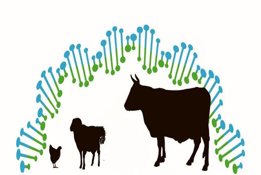 حفاظت از منابع ژنتیکی دامی وظیفه‌ای حاکمیتی است/ الزام رعایت قوانین در صادرات منابع ژنتیک دامی