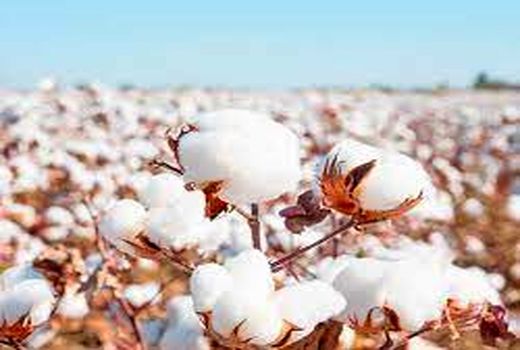 تدوین بسته حمایتی پنبه برای سال آینده