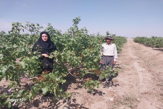 رتبه نخست شهرستان اسکو در تولید پسته 
