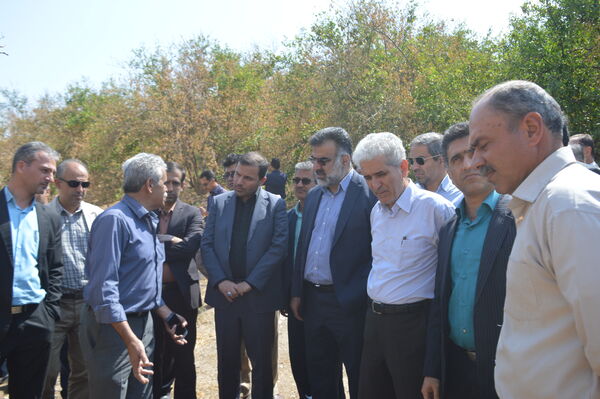 عارضه‌ی زوال مرکبات در فارس بررسی شد