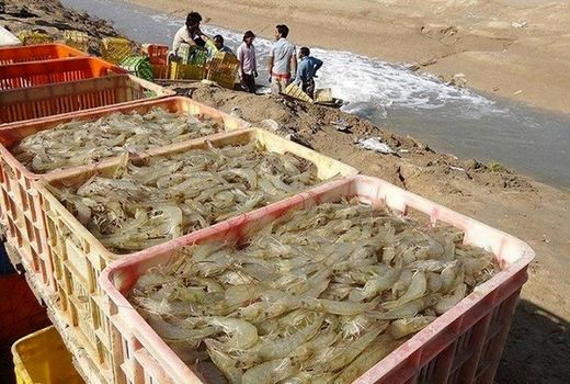 4100 تن میگو از بیش از 1200هکتار اراضی استان بوشهر برداشت شد