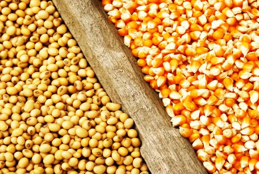 نهاده‌های دامی در کشور توزیع می‌شوند/  لزوم گشایش امکان پرداخت اعتباری