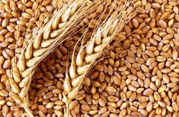 بیش از 2100 تن بذور گواهی شده غلات در اختیار کشاورزان البرزی قرار گرفت 