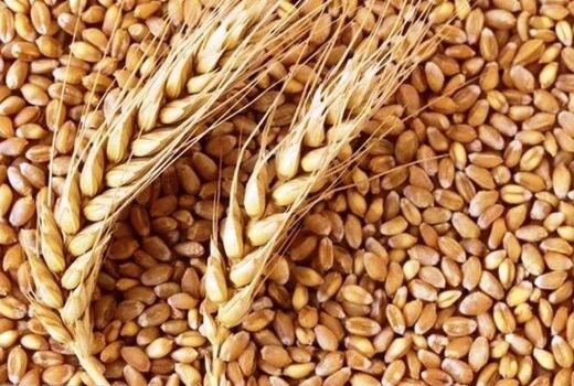 بیش از 2100 تن بذور گواهی شده غلات در اختیار کشاورزان البرزی قرار گرفت 