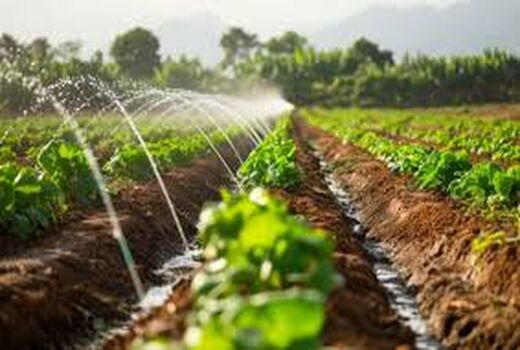 جهش عمرانی در کشاورزی بوشهر/ توسعه آبیاری نوین و احیای قنوات در دستور کار