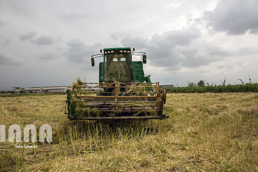 برداشت کلزا