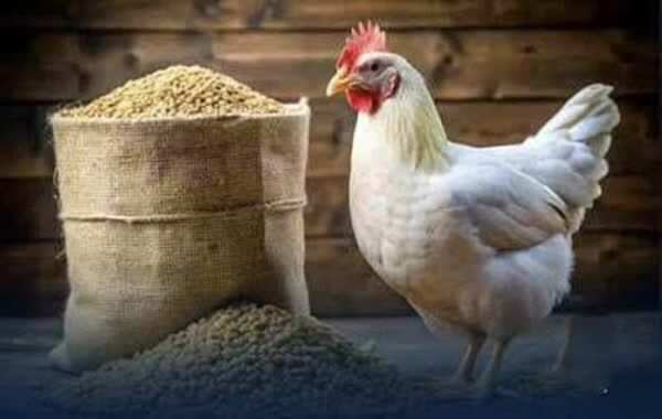 تامین مدت‌دار نهاده تولیدکنندگان مرغ با رویکرد صادراتی جدید