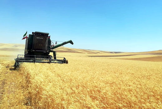 برداشت 85 هزار تن گندم از 93300 هکتار از مزارع هشترود