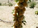 تولید 160 تن آلو بخارای دیم در باغ‌های نی‌ریز