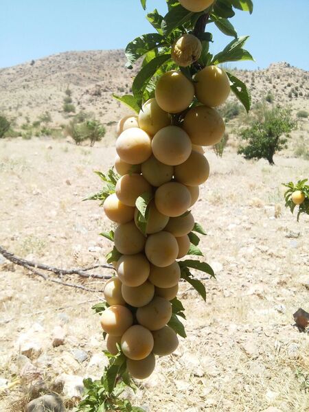 تولید 160 تن آلو بخارای دیم در باغ‌های نی‌ریز