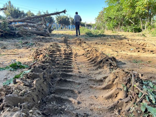 تخریب ذخایر ژنتیکی و صدها درخت ۵٠ ساله در فردیس/ از طریق قضایی پیگیری می‌کنیم