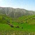 تمام مراتع کشور باید طرح مرتعداری داشته باشند