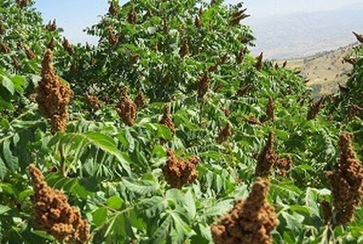 آغاز برداشت سماق از سطح یک هزار هکتار از مزارع  سردشت