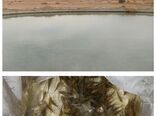 رهاسازی بچه ماهی آمور وکپور در طبس