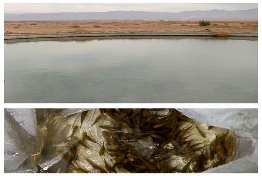 رهاسازی بچه ماهی آمور وکپور در طبس