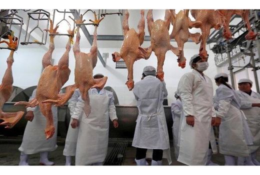 فعالیت 4 کشتارگاه در ساری/ اشتغال 100 نفر