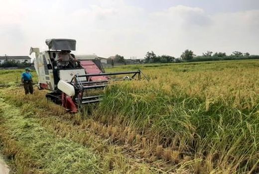 برداشت مکانیزه برنج در 132 هزار هکتار شالیزار مازندران