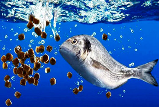 راه‌اندازی فاز سوم بزرگترین تولیدکننده خوراک آبزیان خاورمیانه در شهرکرد