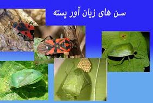 آفت سن سبز در برخی مناطق رفسنجان بین ۱۰ تا ۲۰ درصد خسارت وارد کرده است.