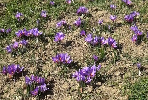 برداشت زعفران  از ۱۱۰ هکتار مزارع شهرستان کاشان 