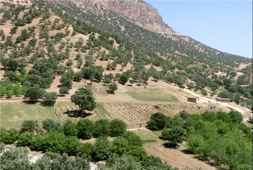 اجرای پروژه جنگل‌کاری با پساب فاضلاب در استان بوشهر 