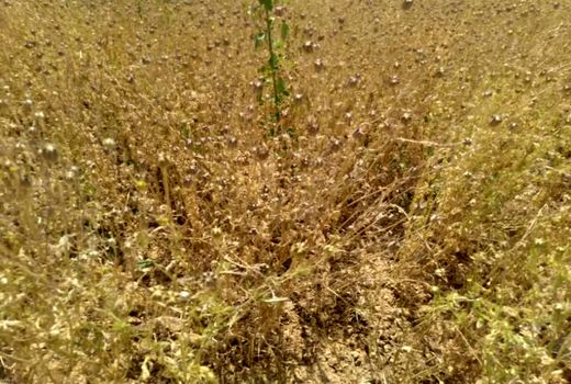 آغاز برداشت سیاهدانه از مزارع دشت اردل