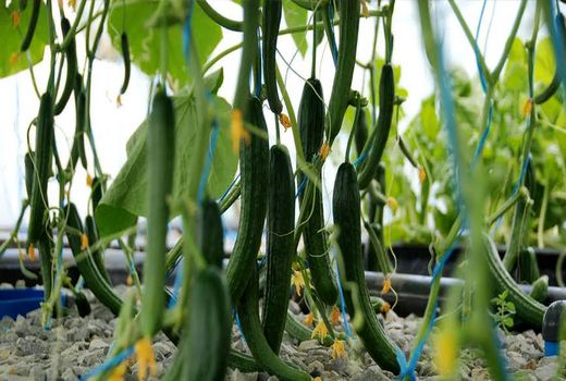 ۲۸۰ هزارتن محصولات گلخانه‌ای در اصفهان به بار نشست