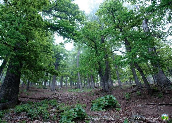 توسعه فضای سبز در 375 هکتار از عرصه‌های شهرستان دامغان