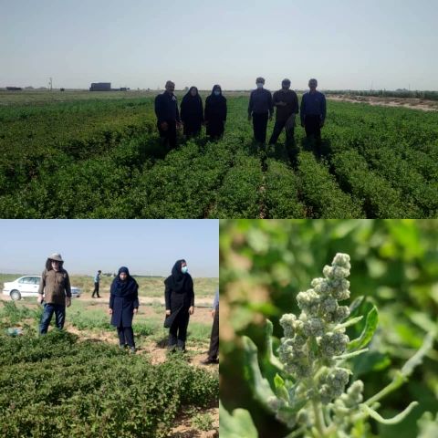 بازدید کارشناسان فنی از مزرعه الگویی کینوا در شهرستان بوئین زهرا