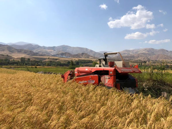 آغاز برداشت برنج از شالیزارهای قزوین با پیشبینی برداشت 18هزار تن شلتوک