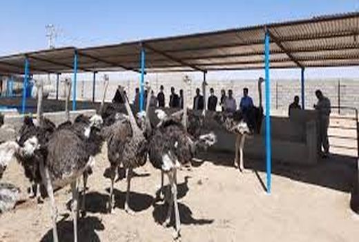 اشتغال‌زایی با پرورش شترمرغ در خرمشهر