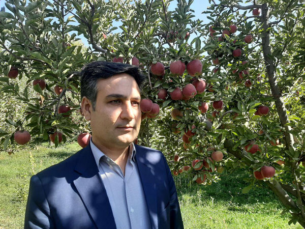 برگزاری جشنواره سیب مراغه در 19 مهرماه